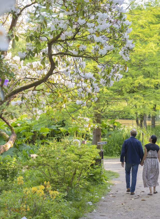 A couple walk along a path surrounded by spring flowers and trees in Leonardslee Gardens, Sussex