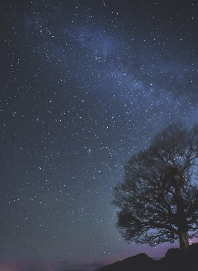 Silhouette of a tree against the starlit night skies in Sussex