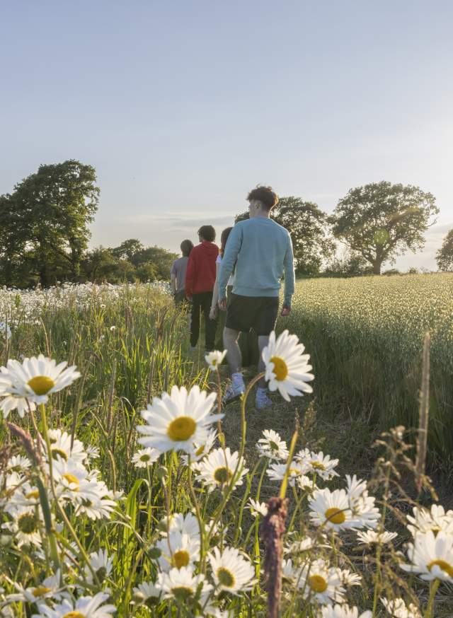 A group walk through a wildflower meadow, with white daisies in shot in Pevensey castle, Sussex