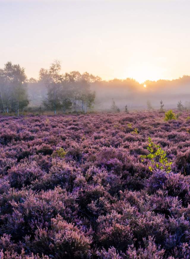 A morning misty view of purple heather on stedham common