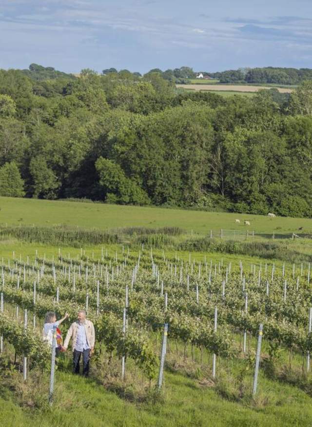 Sussex Winelands: Vineyards You Can Visit This Weekend from London