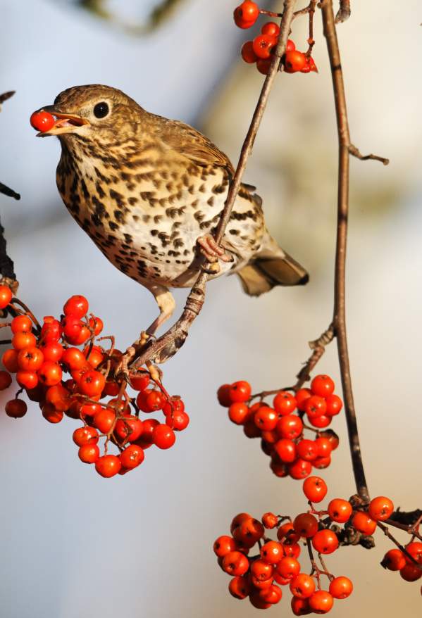 A bird resting on a limb full of red berries.