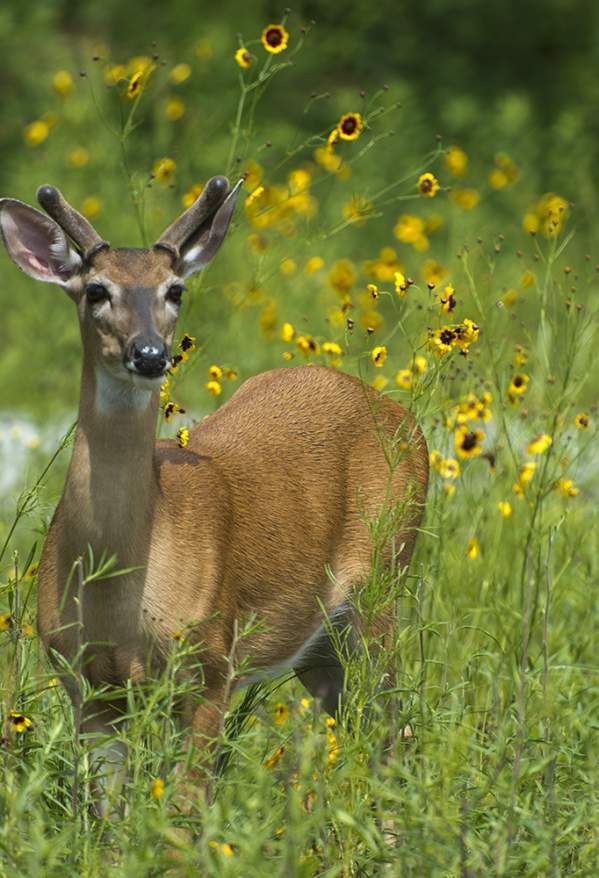 A young deer standing in a field of tall grass and yellow flowers.