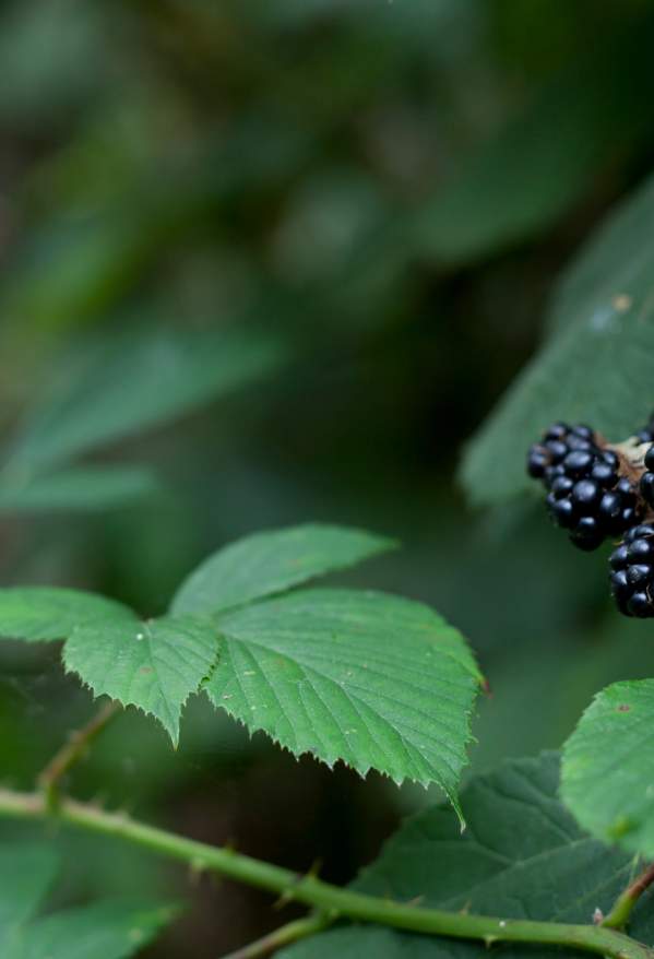 Blackberries on a blackberry bush.