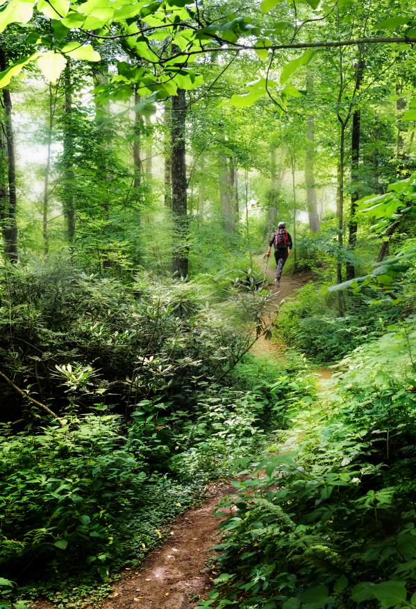 A man hiking through a lush green forest.