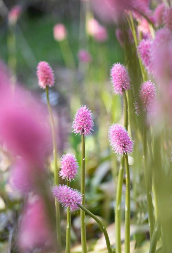 Soft pink wildflowers rise along a wooded forest floor, with a fallen log beside them and sunlight filtering through in a gentle, blurred background.