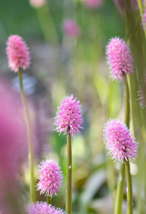 Swamp Pink