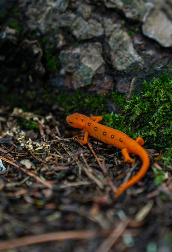 Salamander