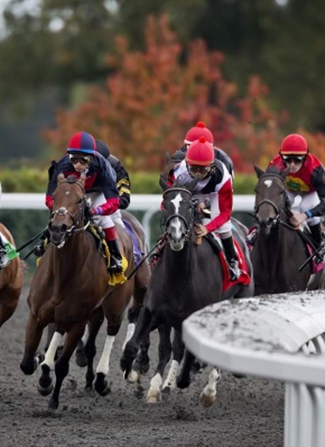 The Best Horses: Breeders' Cup, National Horse Show
