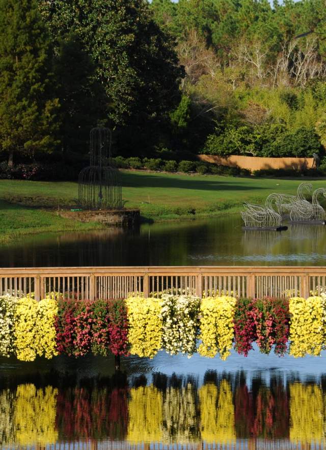 Mums cascading over a bridge over water