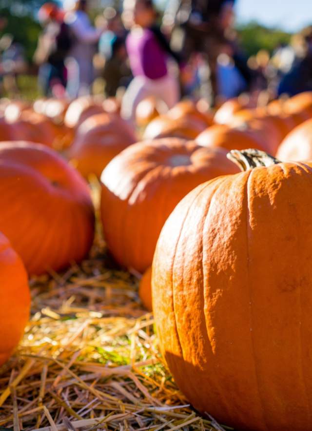 Fall Activities in Mobile, AL| Festivals, Outdoors & Family Fun