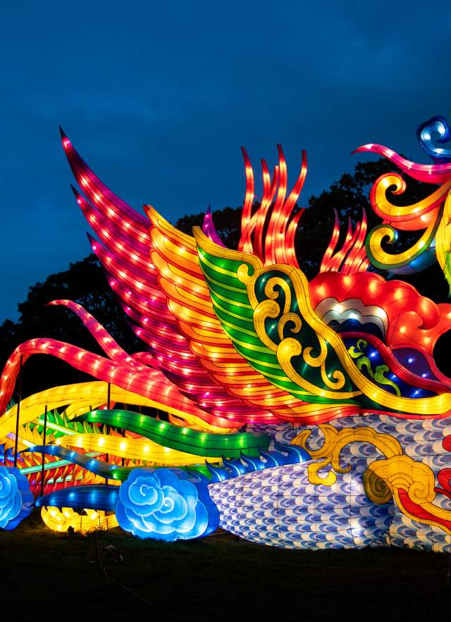 Illuminated phoenix lantern at the Gulf Coast Chinese Lantern Festival