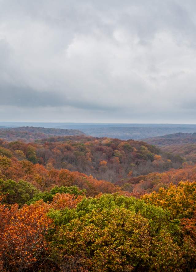 Hoosier National Forest Fall Tree Tops