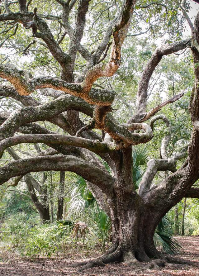 Oak tree, park