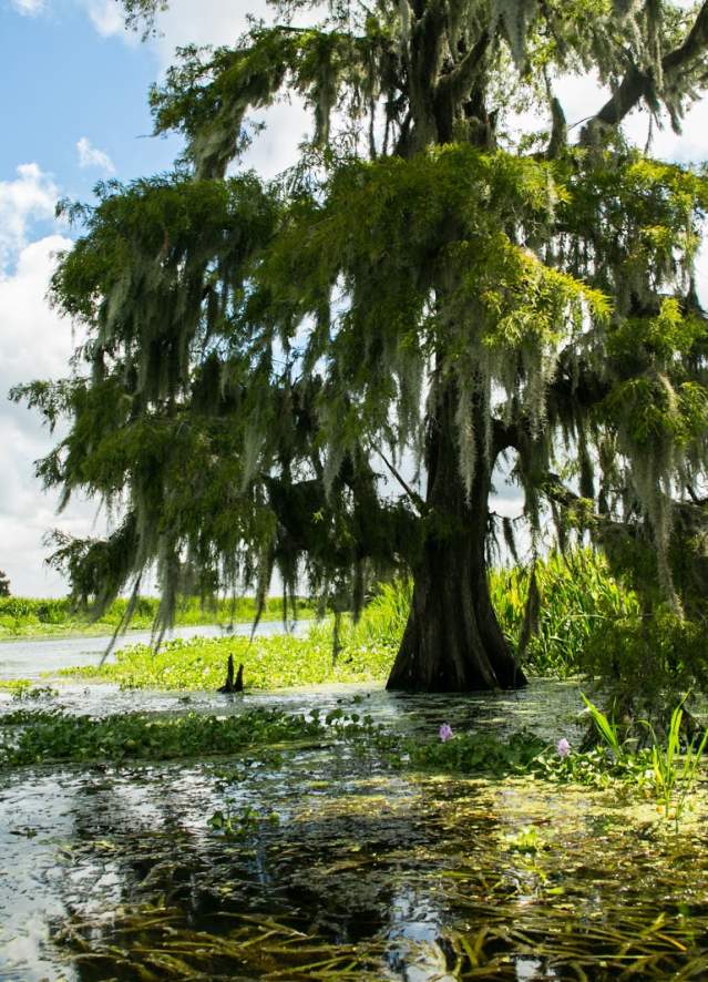 Cajun Encounters Swamp Tours
