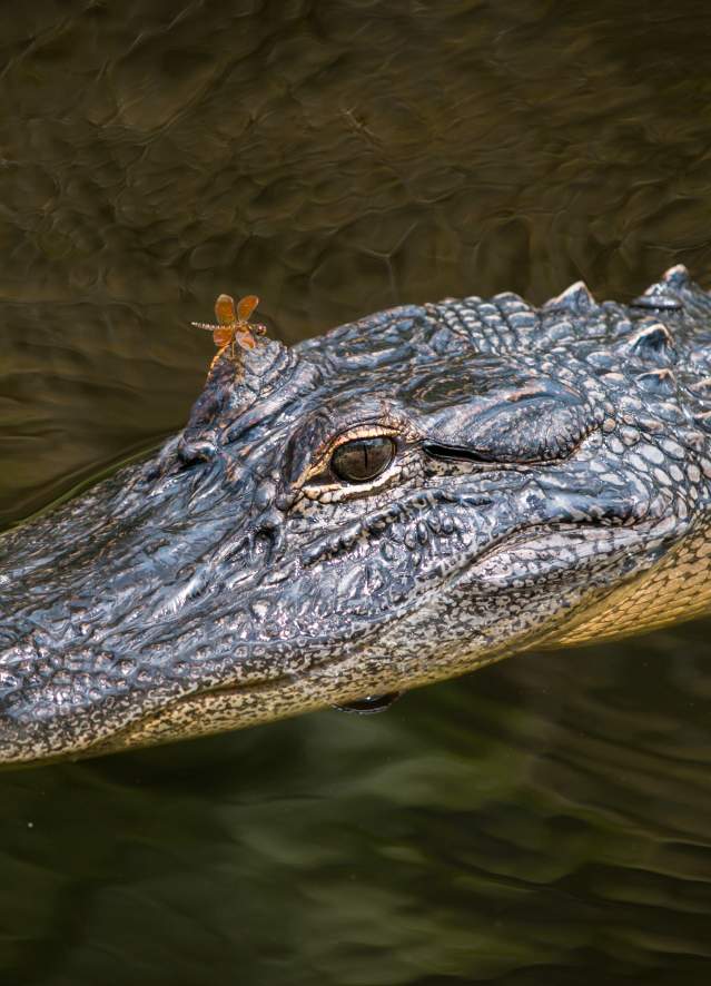 Jean Lafitte Swamp Tour