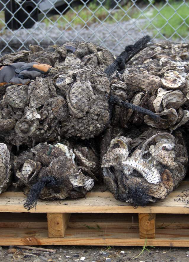 Coalition to Restore Coastal Louisiana - Oyster Shell Recycling Program