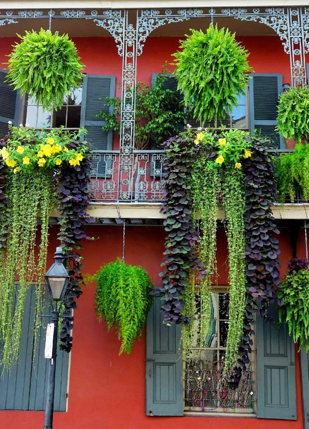 French Quarter Foliage