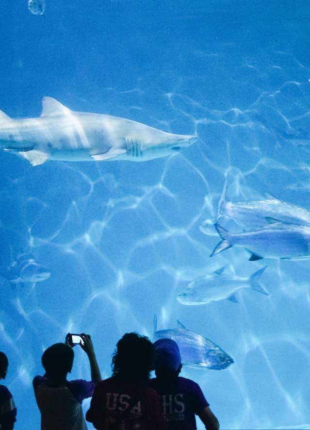 Audubon Aquarium