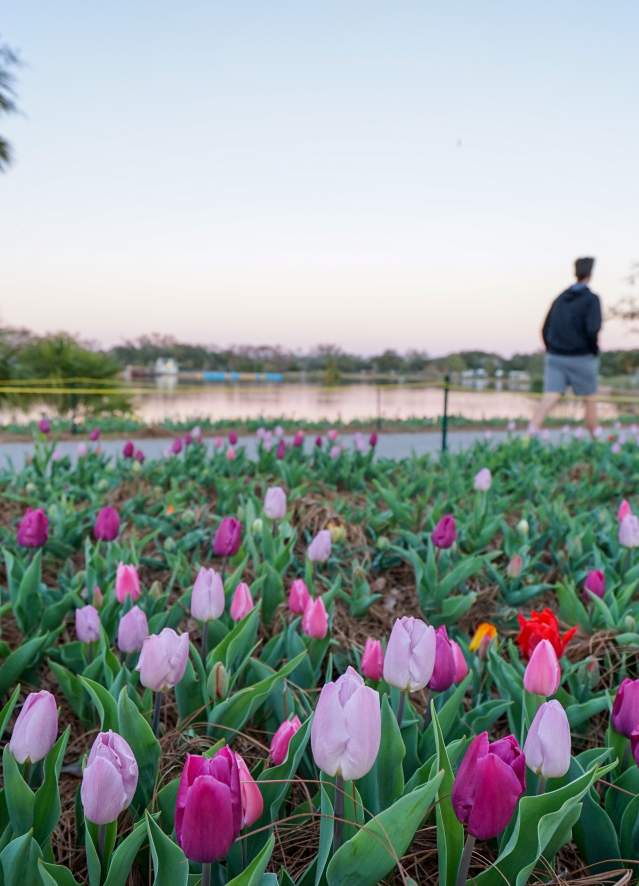 Big Lake at New Orleans City Park - Tulips at Sunset