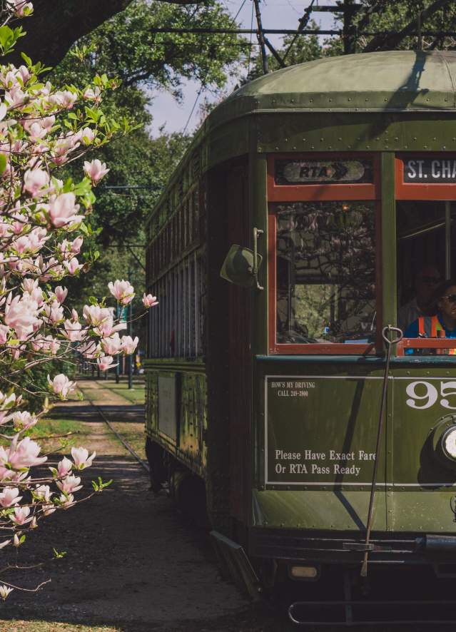 Japanese Magnolias blooming - St. Charles Streetcar - South Carrollton Avenue