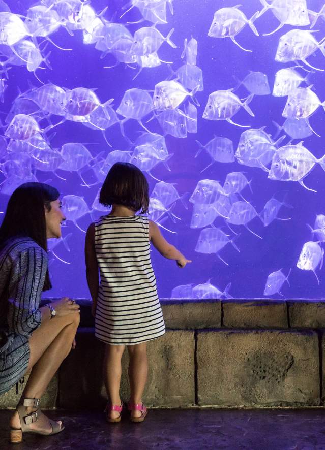 Audubon Aquarium