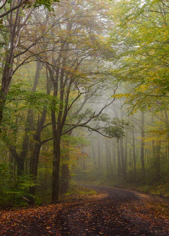Forbes State Forest