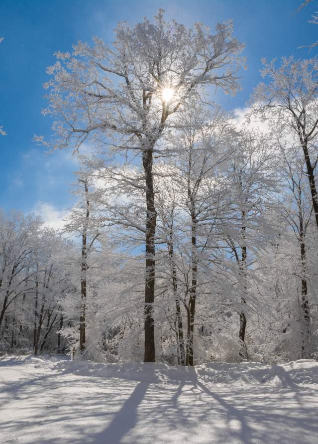 Forbes State Forest Winter