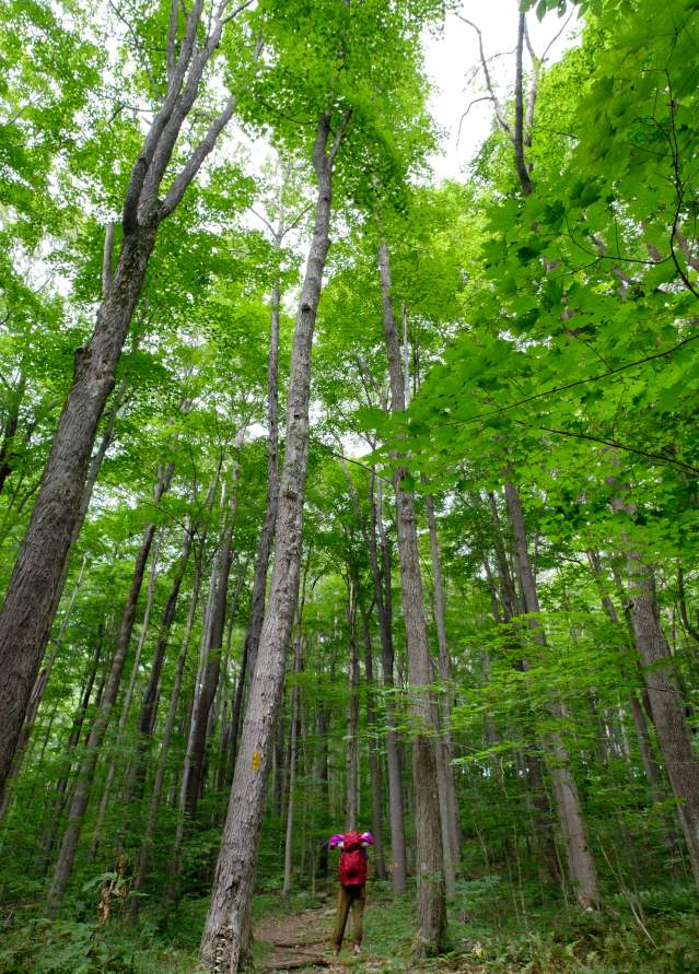 Laurel Highlands Hiking Trail