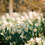 Best Blooms in Dublin, Ohio