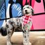 A Dogs Day Out in Dublin, Ohio