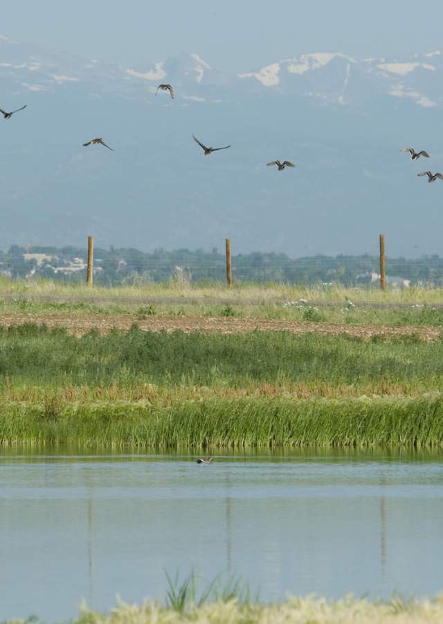 Rocky Mountain Arsenal Wildlife -Harpers Pond