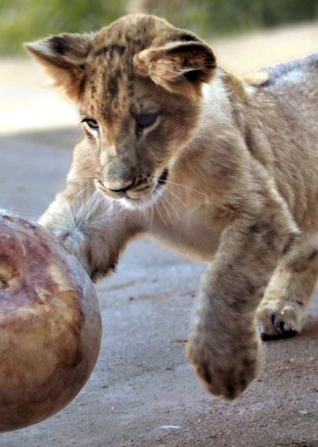 Tatu at Denver Zoo