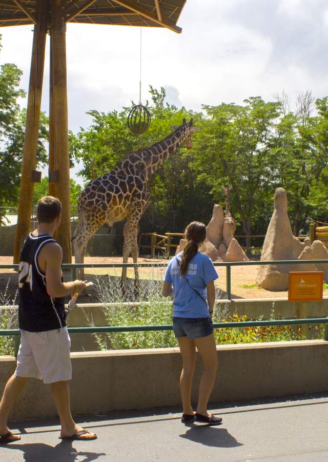 Denver Zoo Giraffes