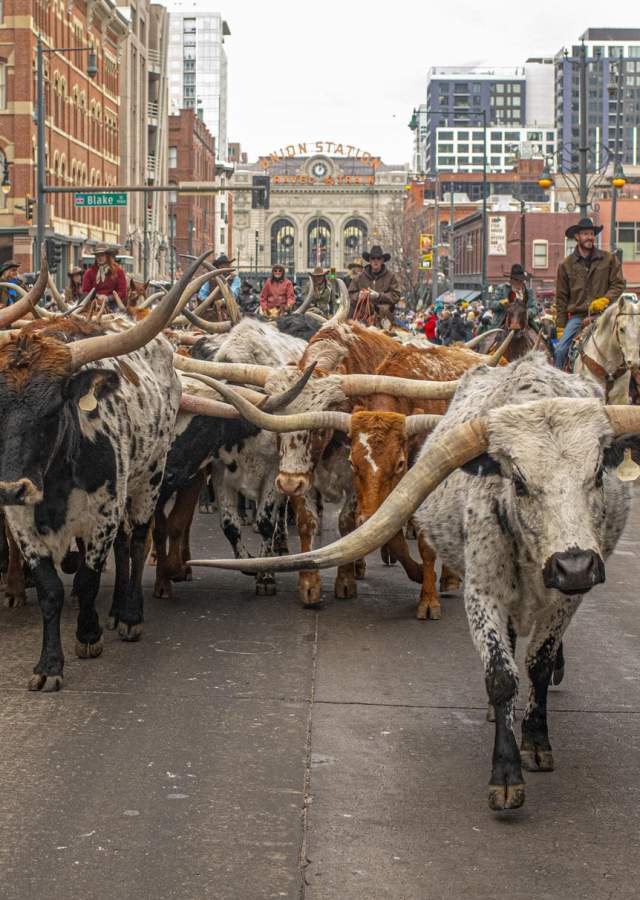 A group of longhorns march down 17th street in Denver surrounded by cowpoke