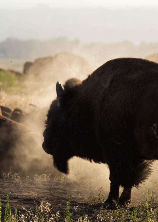 A herd of bison on the plains at the Rocky Mountain Arsenal National Wildlife Refuge.