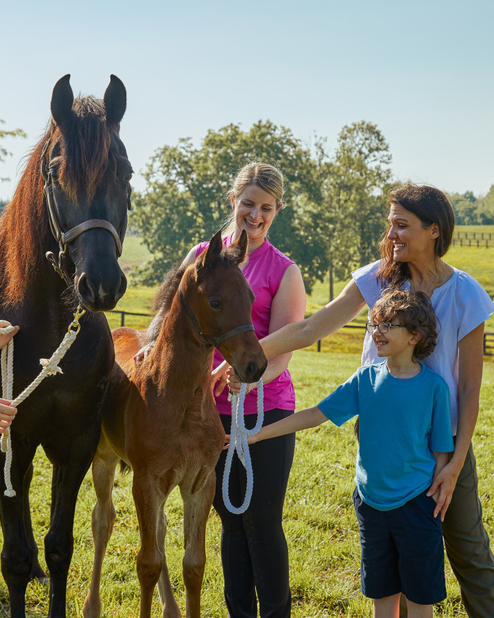 A saddlebred horse at Kismet Farm in Shelby County