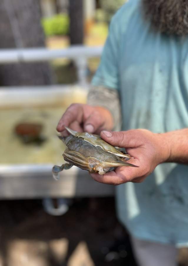 2026 Outer Banks National Soft-Shell Week