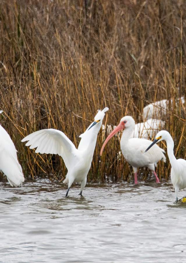 birding pea island blog