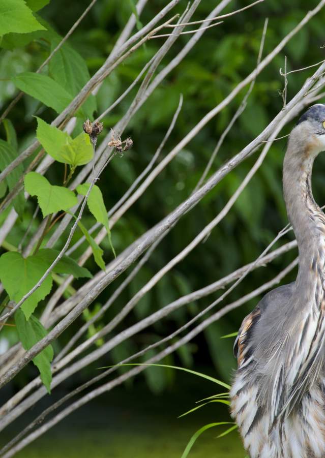 Bird at Bombay Hook