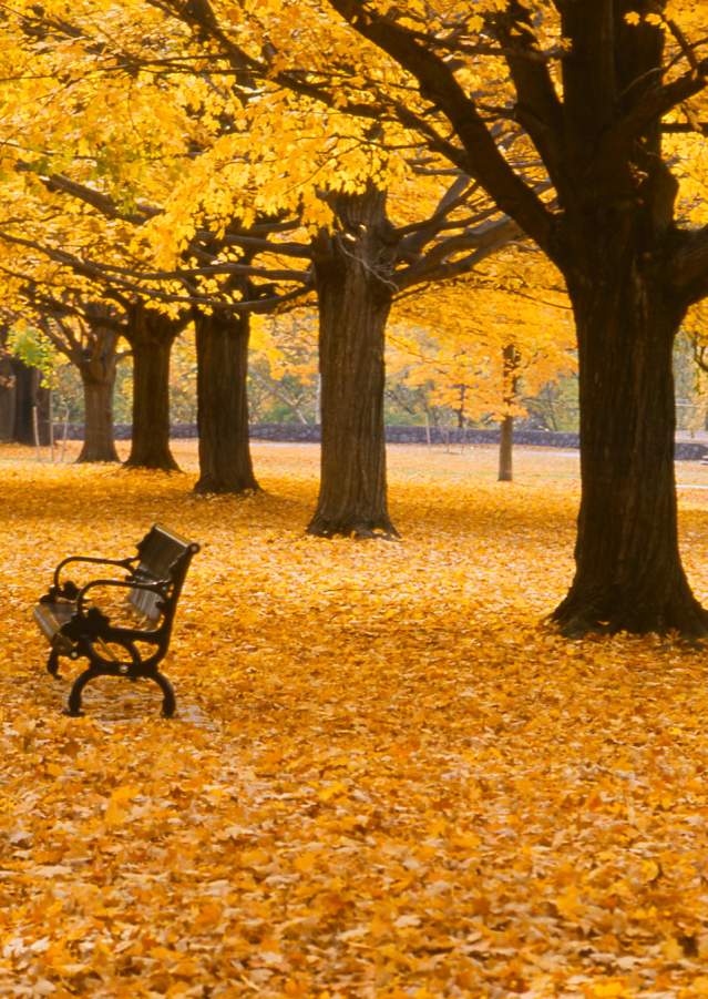 Fall in Brandywine Park