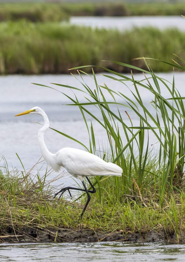 Bird in Nature