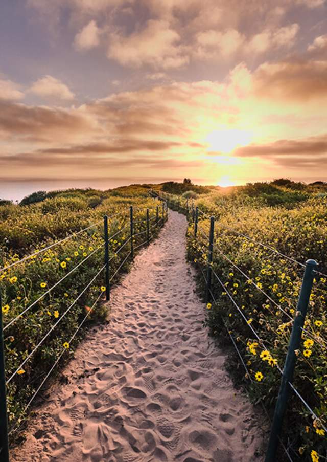 Trails Parks Flowers Sunset