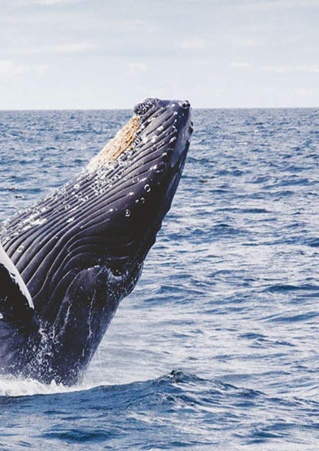 Whale Watching