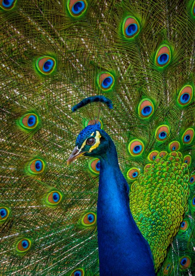 peacock