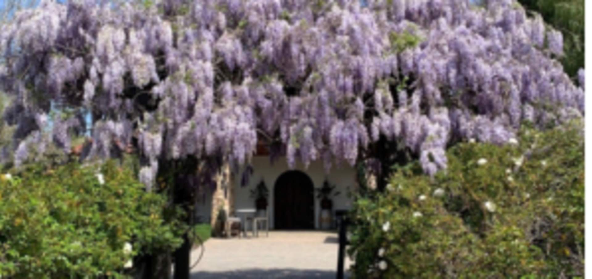 Temecula's flowery spring: Wisteria and wine country are a winsome  combination