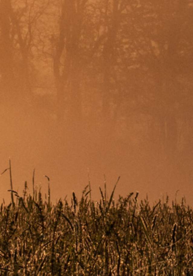 Orange Mist