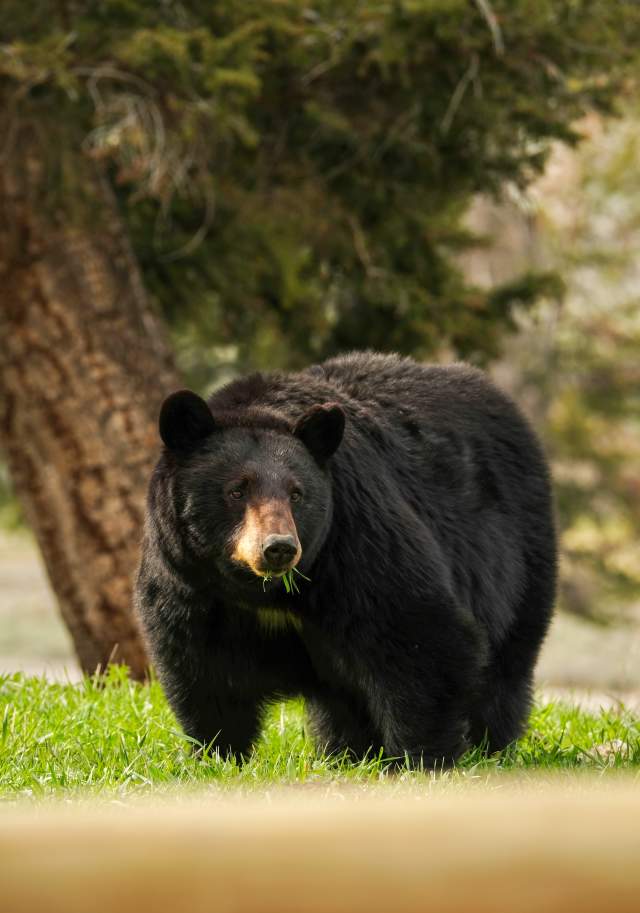 Black Bear eating grass