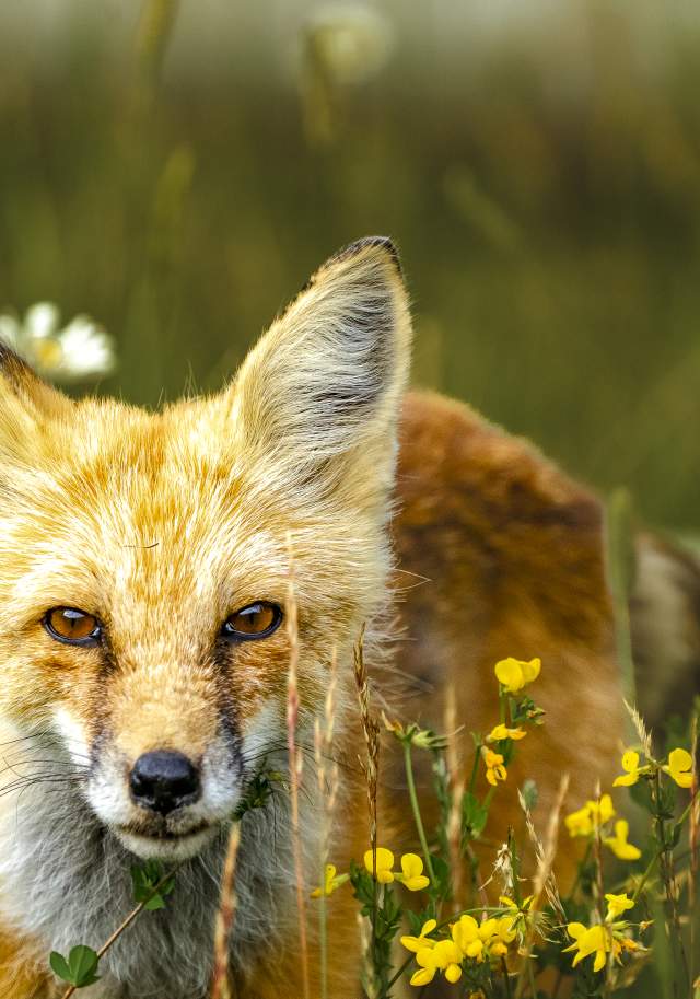 Close up of fox