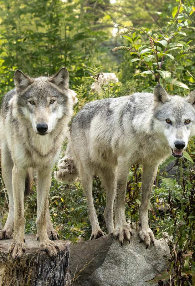 Wolf Park Blog Hero